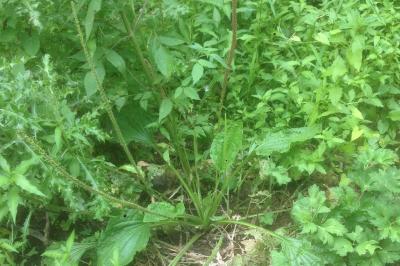 Plantago major