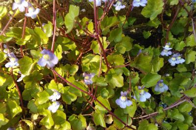 Cymbalaria muralis