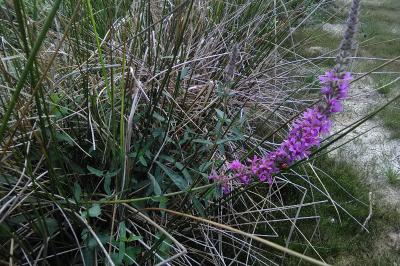 Lythrum salicaria