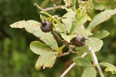 Crataegus germanica