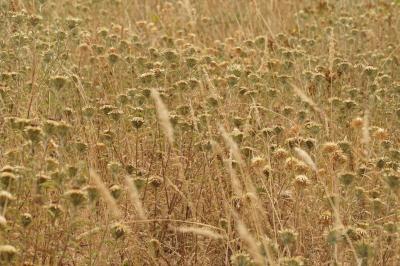 Carlina vulgaris