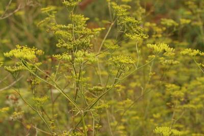 Pastinaca sativa