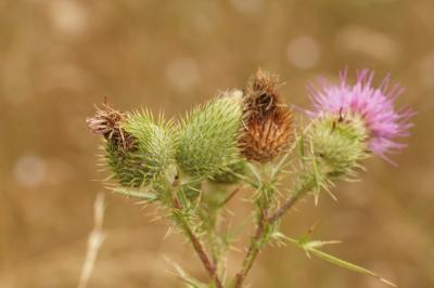 Cirsium vulgare