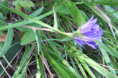 Campanula glomerata