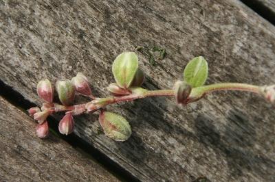 Fallopia convolvulus