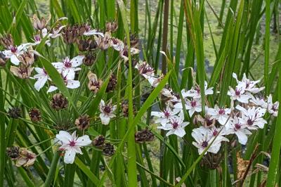 Butomaceae