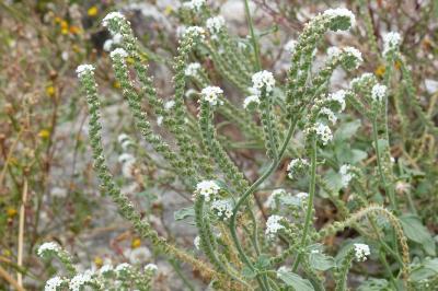 Heliotropium europaeum
