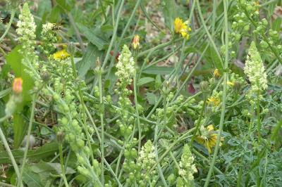 Reseda lutea