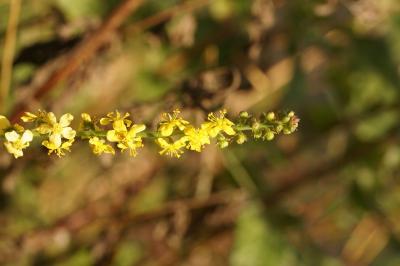 Agrimonia eupatoria