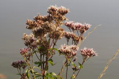 Eupatorium cannabinum