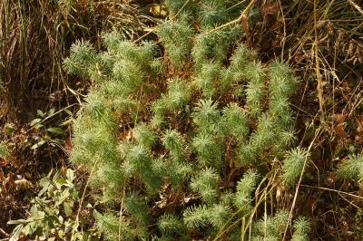 Euphorbia cyparissias