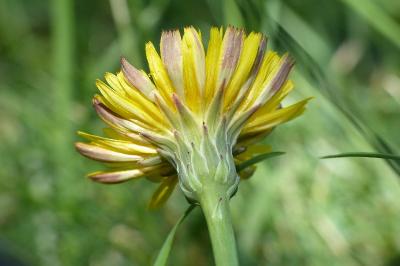 Hypochaeris radicata