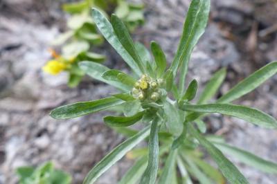 Gnaphalium uliginosum