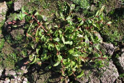 Persicaria lapathifolia