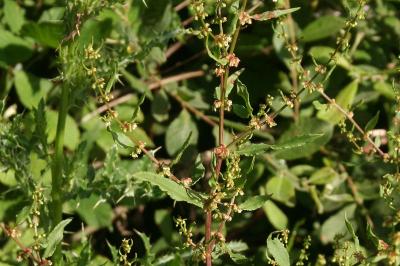 Rumex conglomeratus
