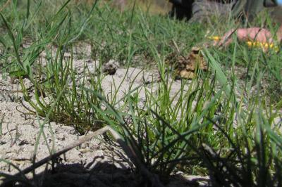 Pilularia globulifera