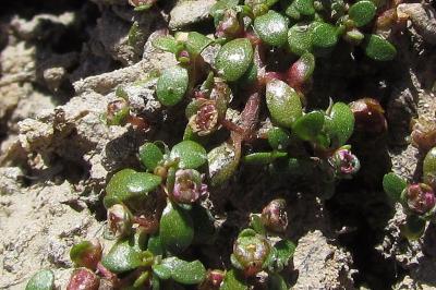 Elatine hexandra