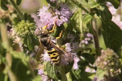 Mentha pulegium