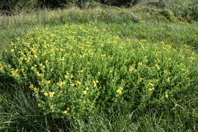 Pulicaria dysenterica