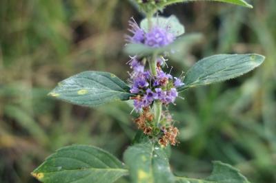Mentha arvensis