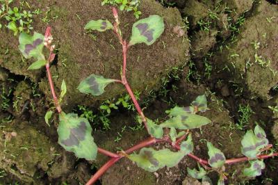 Persicaria lapathifolia
