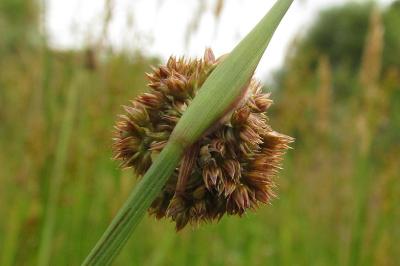 Juncus conglomeratus