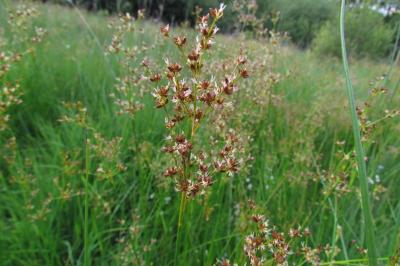 Juncus acutiflorus