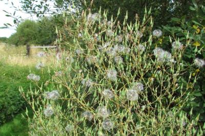Lactuca serriola