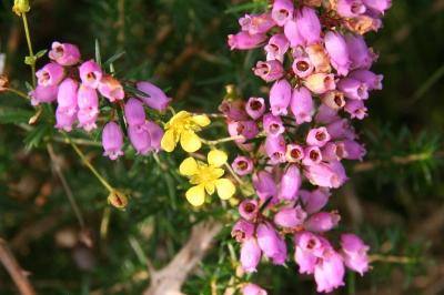 Erica cinerea