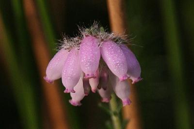 Erica tetralix