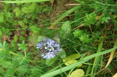 Ajuga reptans