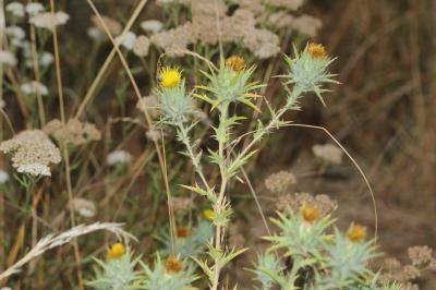 Carthamus lanatus