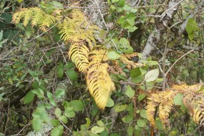 Pteridium aquilinum