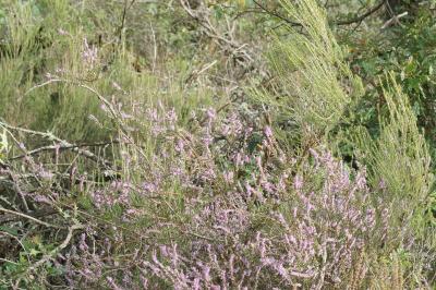 Calluna vulgaris