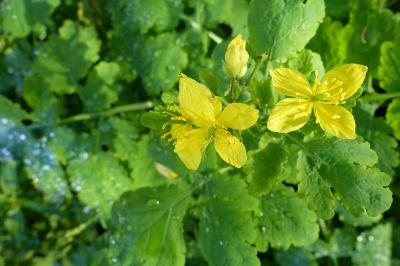 Chelidonium majus