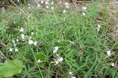 Linaria repens