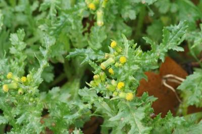Senecio vulgaris