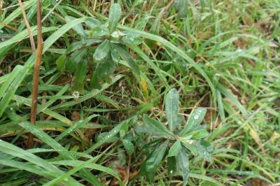 Euphorbia amygdaloides