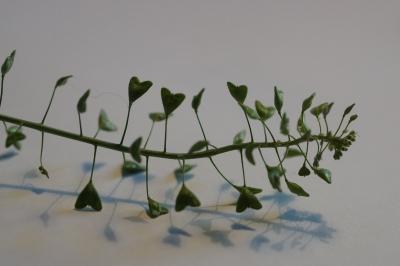 Capsella bursa-pastoris