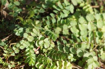 Poterium sanguisorba