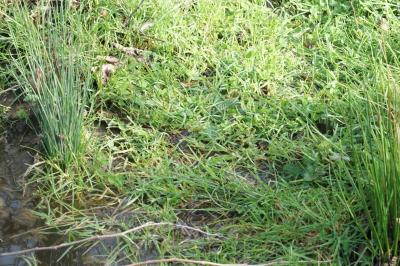 Juncus inflexus