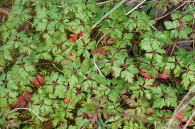 Geranium robertianum