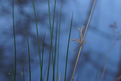 Juncus effusus