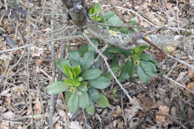 Daphne laureola