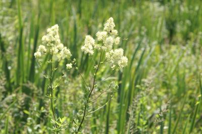 Thalictrum flavum