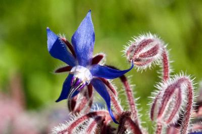 Boraginaceae