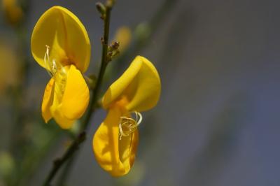 Cytisus scoparius