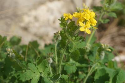 Chelidonium majus