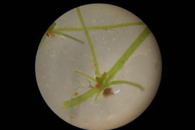Chara vulgaris
