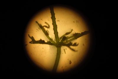 Chara vulgaris